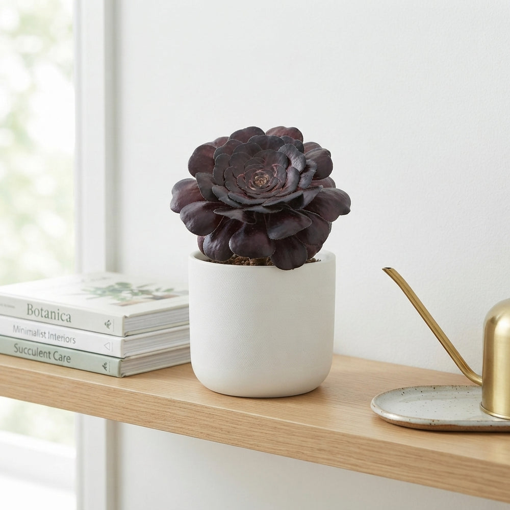 Mixed Aeonium Succulent – 10.5cm Pot