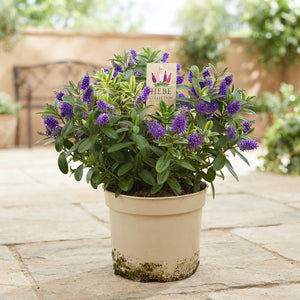 Hebe ‘Queen Hebe Duo Blue’ – 23cm Pot
