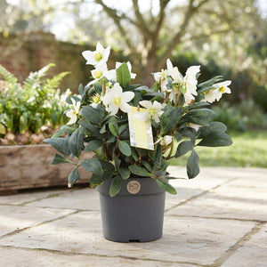 White Hellebore (Helleborus) – 17cm Pot