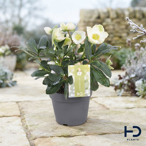 White Hellebore ‘Christmas Rose’ – 12cm Pot