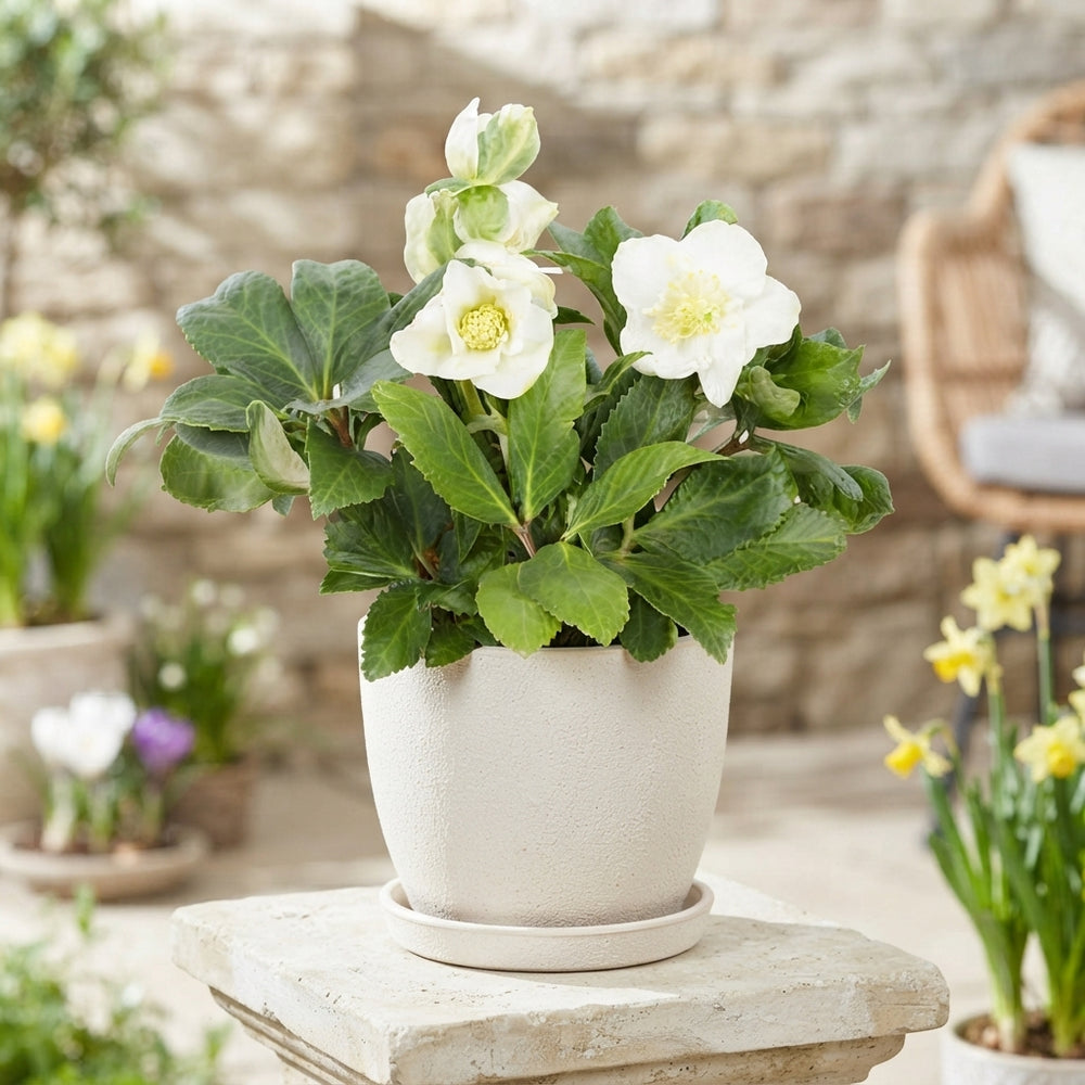 White Hellebore (Helleborus) – 9cm Pot