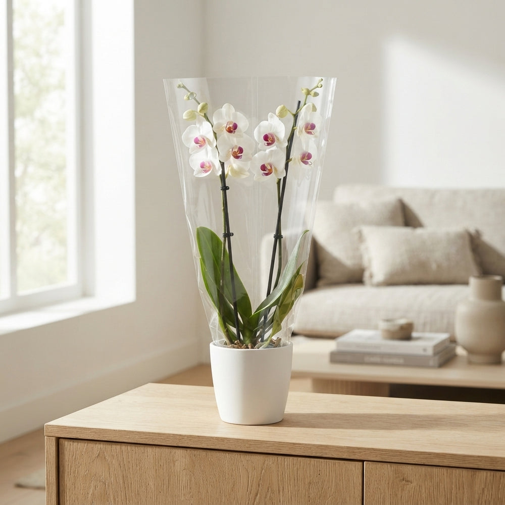 Phalaenopsis Orchid – 12cm Pot, 65cm High