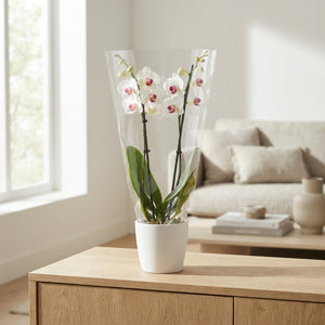 Phalaenopsis Orchid – 12cm Pot, 65cm High