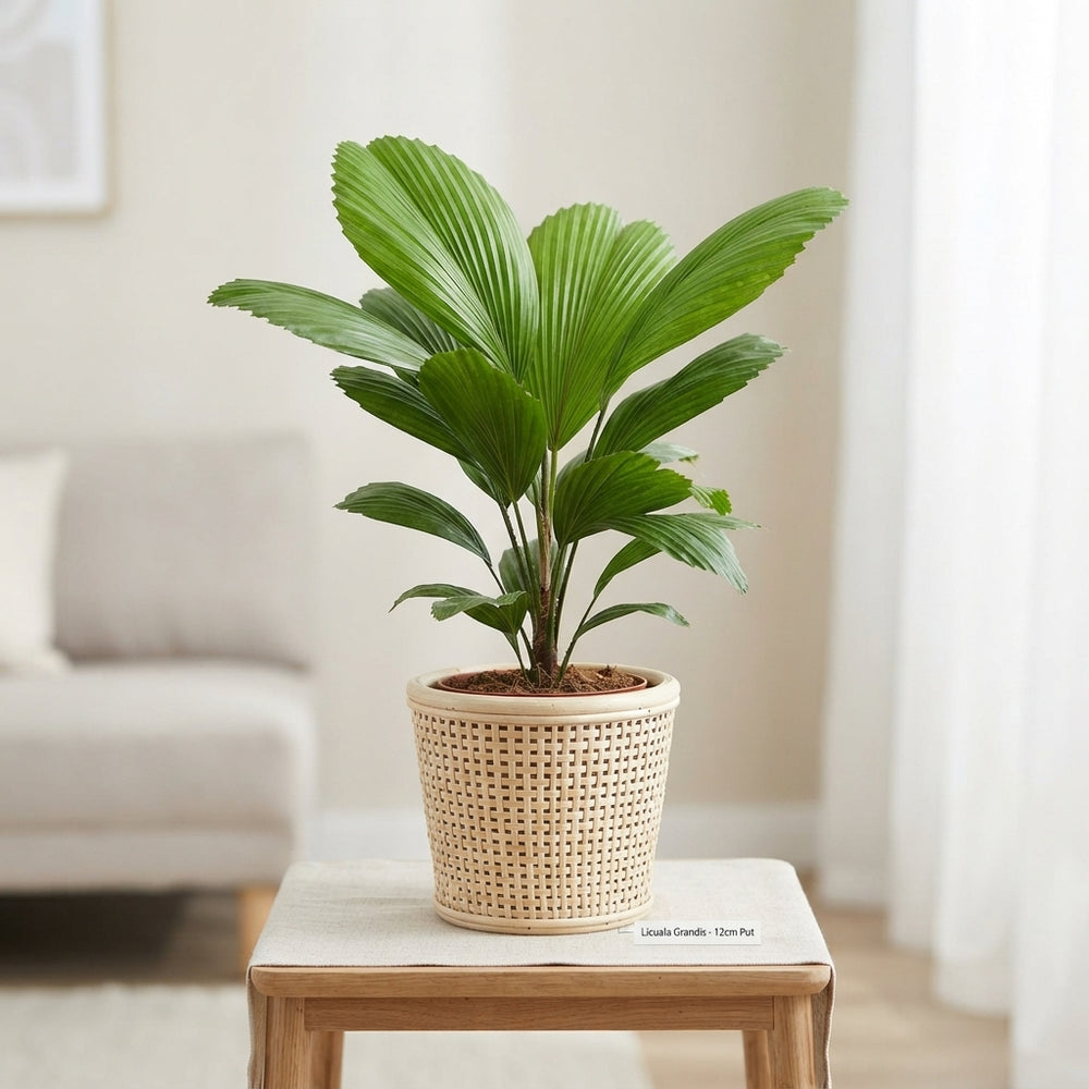 Ruffled Fan Palm (Licuala grandis) – 12cm Pot
