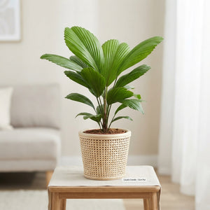 Ruffled Fan Palm (Licuala grandis) – 12cm Pot
