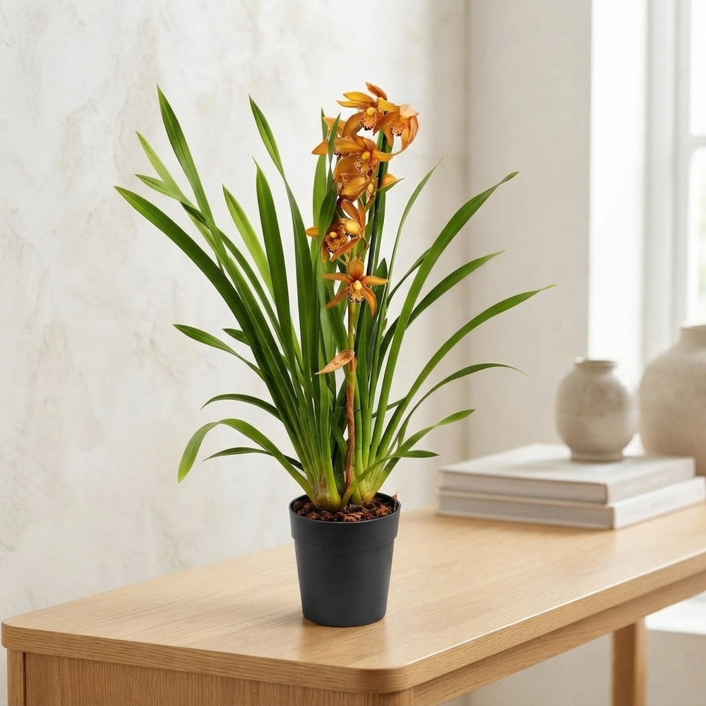 Cymbidium Orchid – 1 Flowering Stem, 14cm Pot