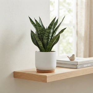 Snake Plant (Sansevieria trifasciata) – 12cm Pot