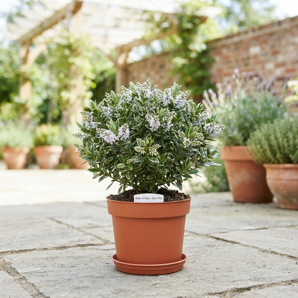 Hebe Kirikau – 12cm Pot, Approx. 30cm High