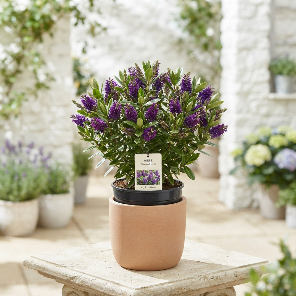 Flowering Hebe ‘Gem’ – 12cm Pot, 25cm High