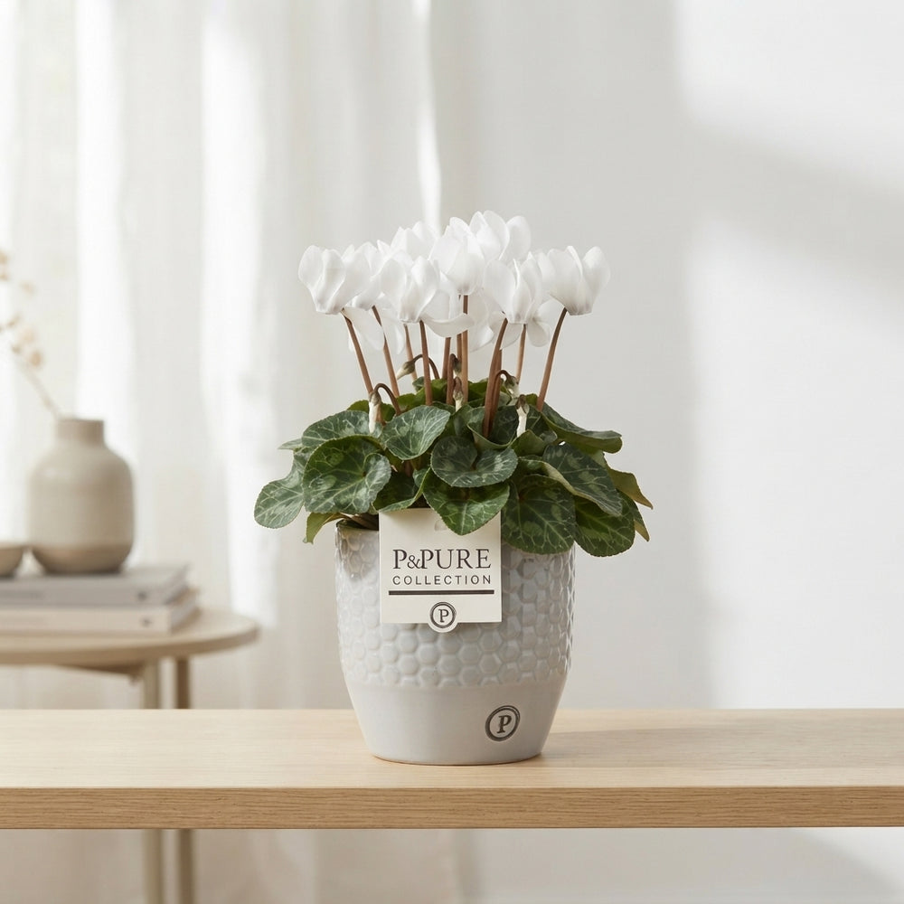 White Cyclamen persicum – 13cm Ceramic Pot