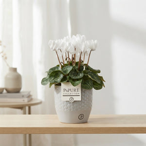 White Cyclamen persicum – 13cm Ceramic Pot