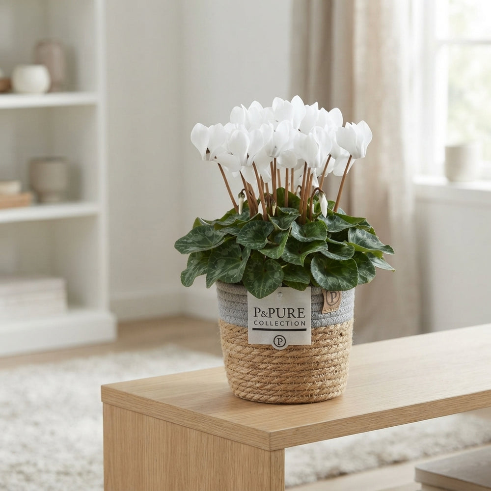 White Cyclamen persicum – 15cm Basket