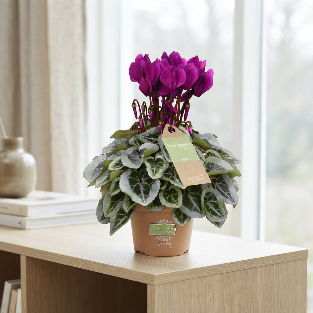 White Small-Flowered Cyclamen persicum – 10.5cm Pot