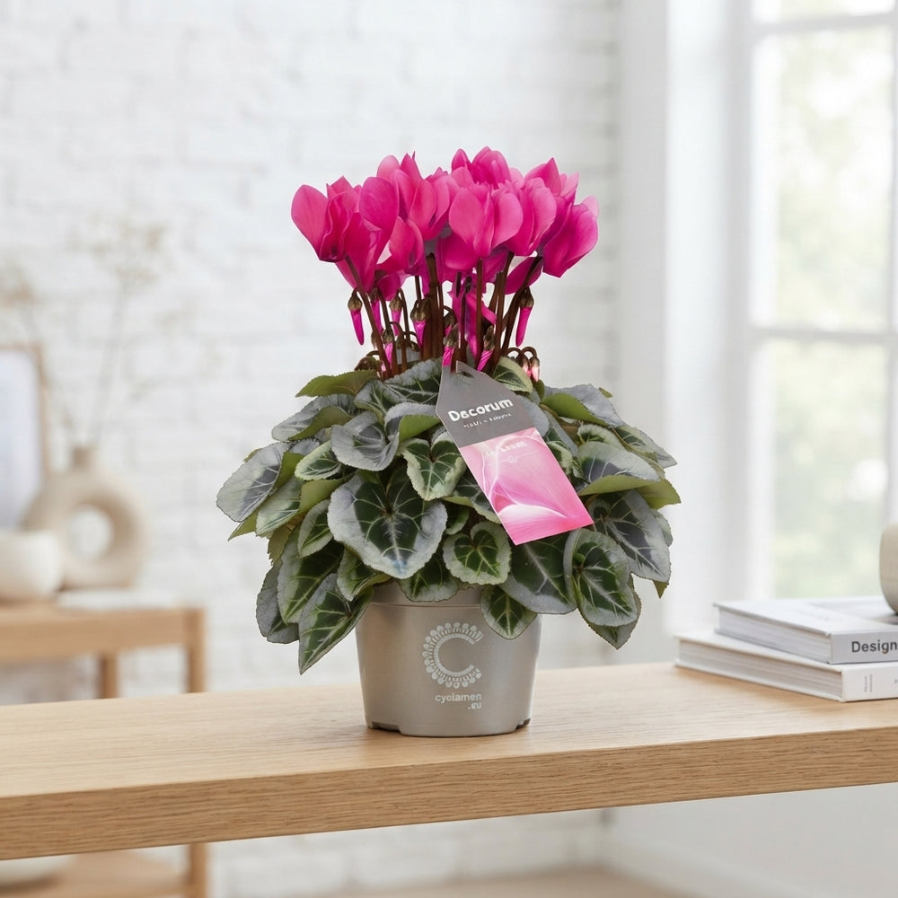 White Small-Flowered Cyclamen persicum – 10.5cm Pot