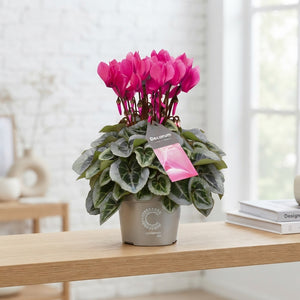 White Small-Flowered Cyclamen persicum – 10.5cm Pot