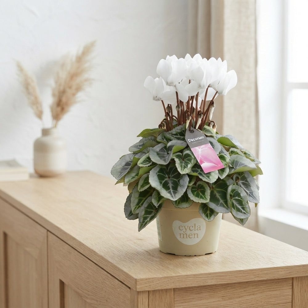 White Small-Flowered Cyclamen persicum – 10.5cm Pot