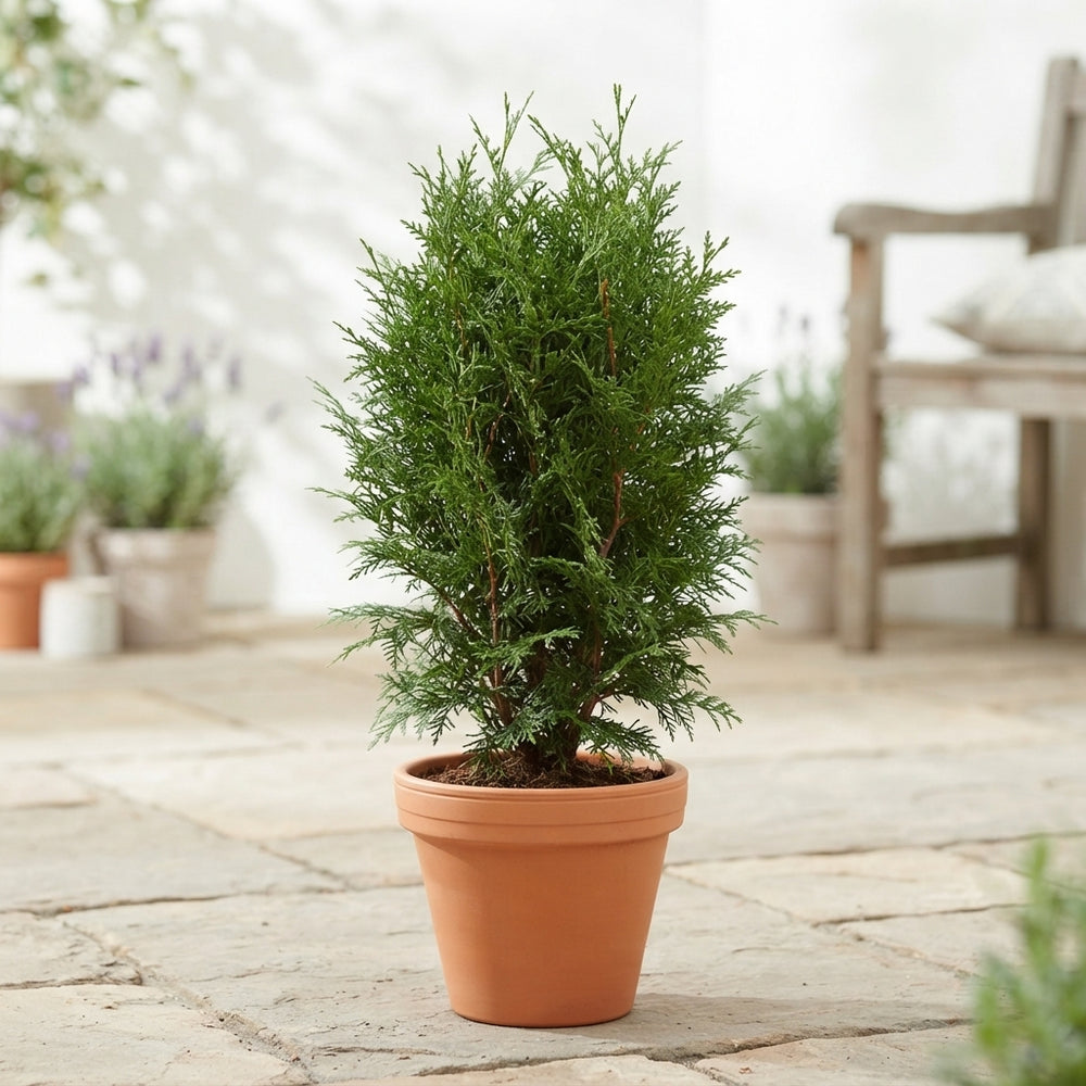 Western Red Cedar (Thuja occidentalis) – 17cm Pot, 65cm High