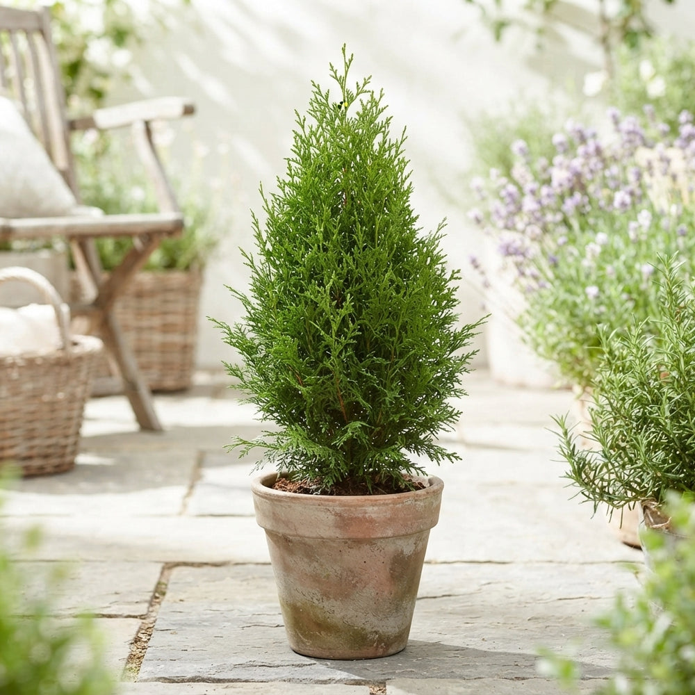 Brabant Arborvitae (Thuja occidentalis) – 15cm Pot, 60cm