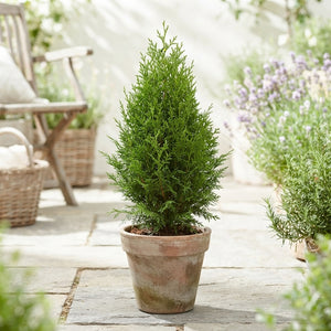 Brabant Arborvitae (Thuja occidentalis) – 15cm Pot, 60cm