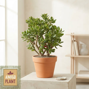 XL Jade Plant (Crassula ovata) – 30cm Pot