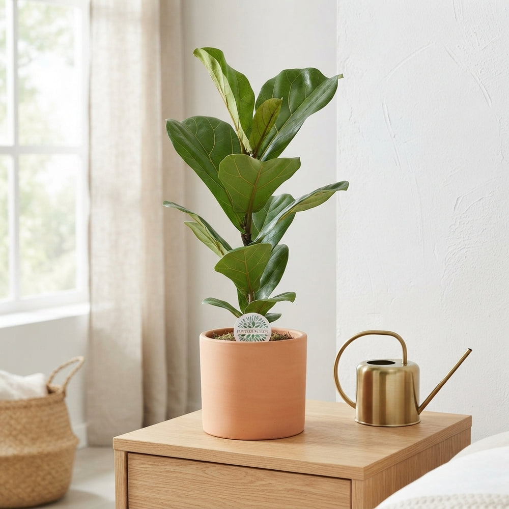 Fiddle Leaf Fig (Ficus lyrata) – 17cm Pot, 90cm Tall