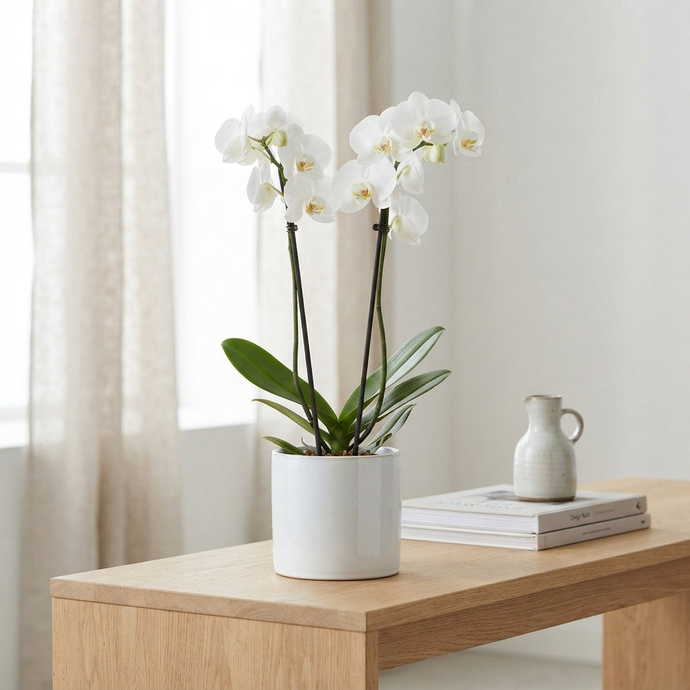 White Phalaenopsis Orchid – 2 Stem, 12cm Pot