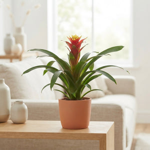 Red Guzmania Bromeliad – 12cm Pot, 30cm High