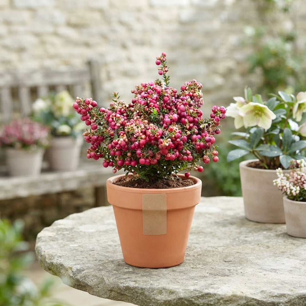 Mixed Gaultheria Mucronata – 14cm Pot
