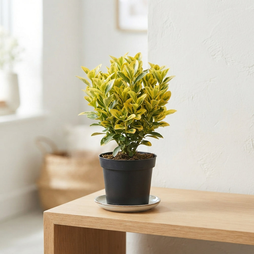 Japanese Spindle Tree (Euonymus japonicus) – 9cm Pot