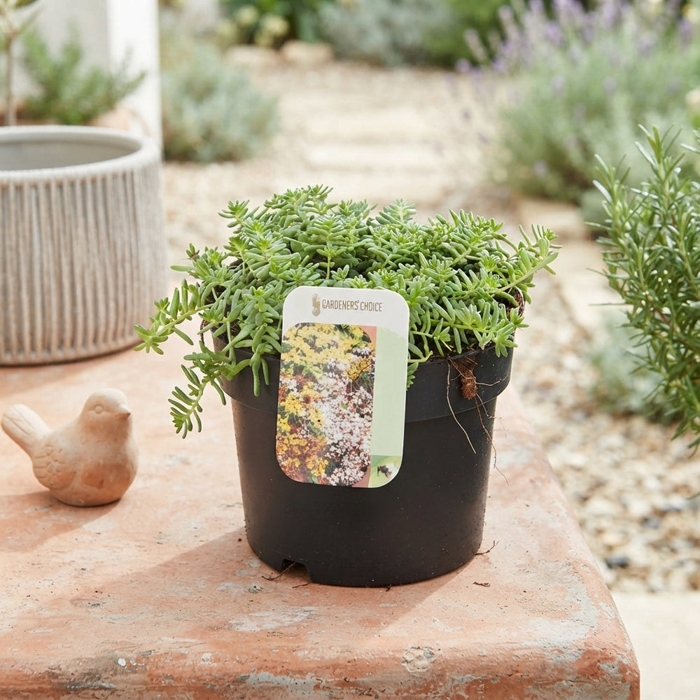 Sedum Album ‘Coral Carpet’ – 17cm Pot