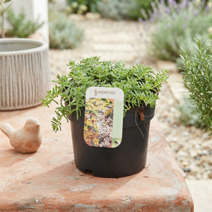 Sedum Album ‘Coral Carpet’ – 17cm Pot