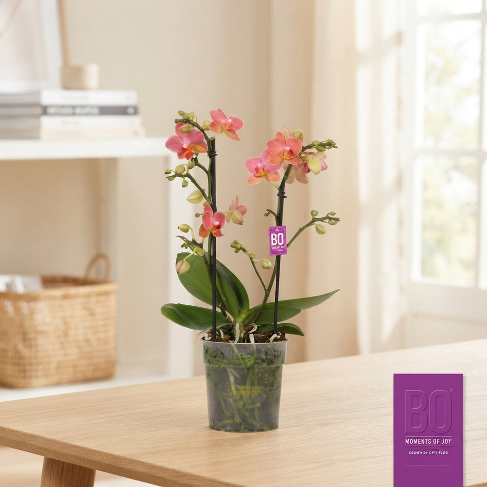 Orange Phalaenopsis Orchid – 12cm Pot