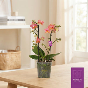 Orange Phalaenopsis Orchid – 12cm Pot