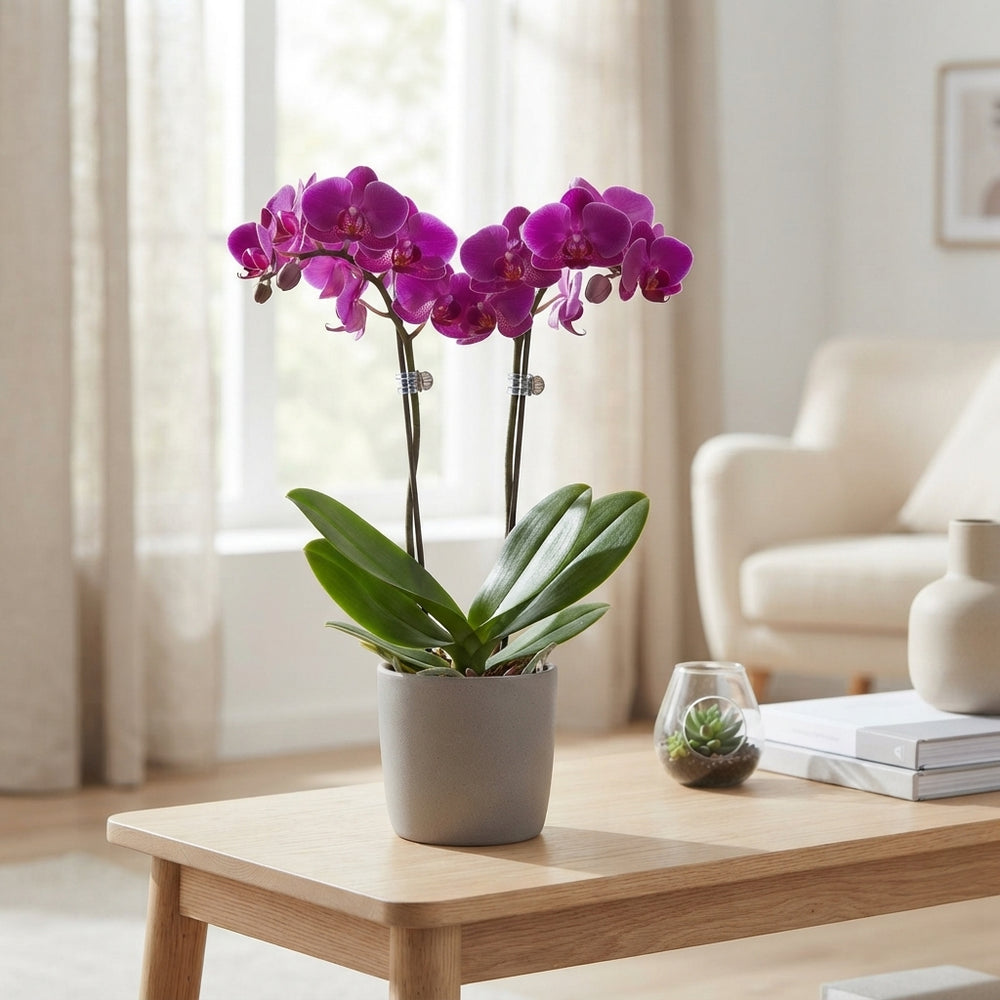 Purple Phalaenopsis Orchid (2 Stem) – 12cm Pot