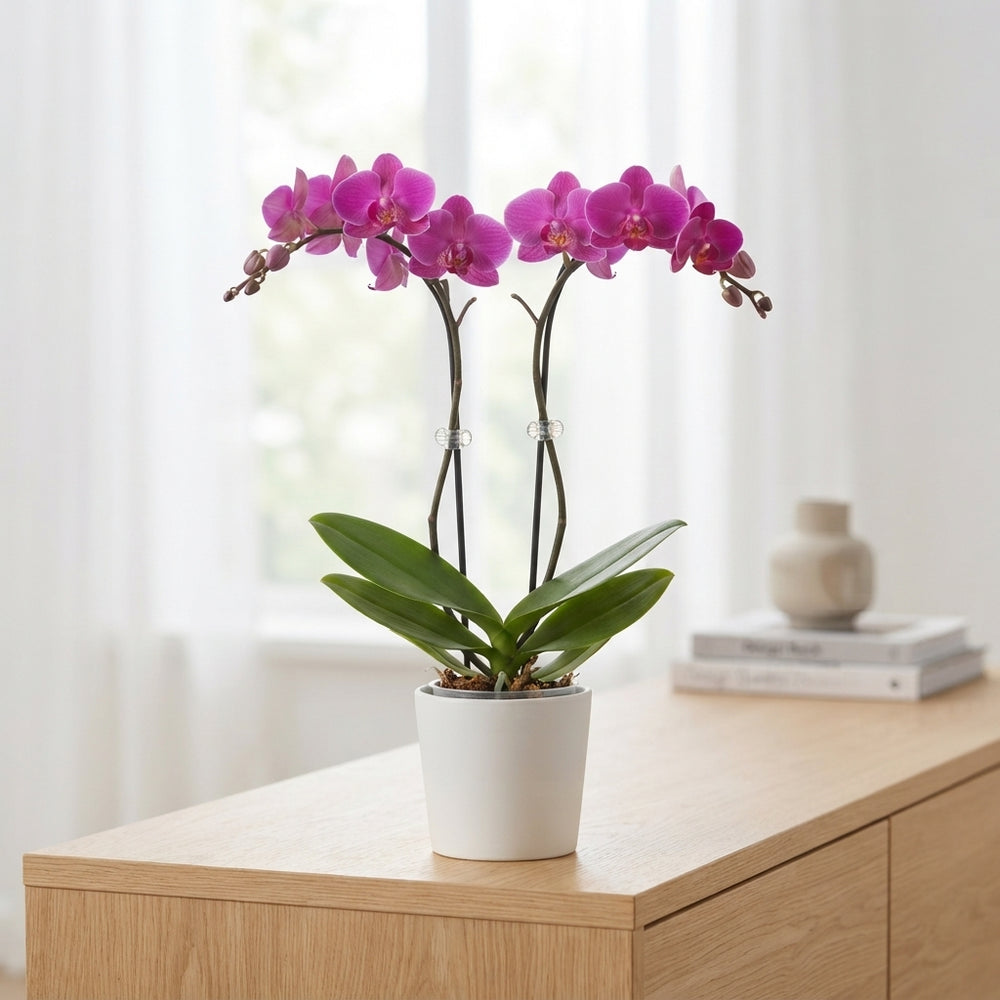 Purple Phalaenopsis Orchid – 2 Stem, 12cm Pot