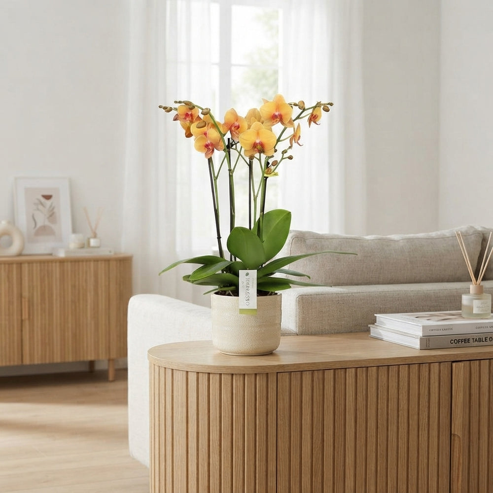 Orange Phalaenopsis Orchid – 15cm Pot, 60cm Tall