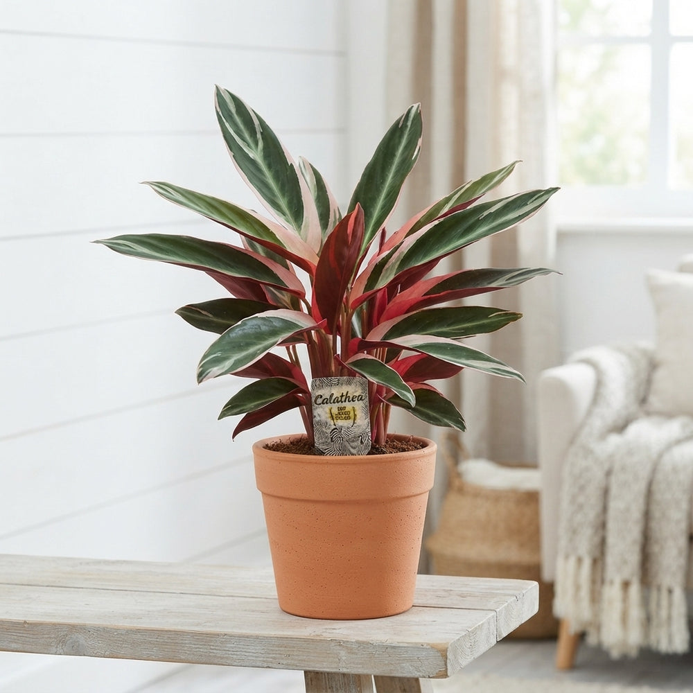 Triostar Stromanthe (Stromanthe sanguinea) – 19cm Pot