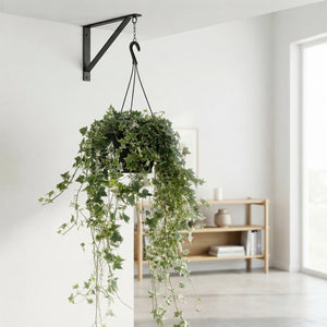 English Ivy (Hedera helix) Hanging Plant – 19cm Pot