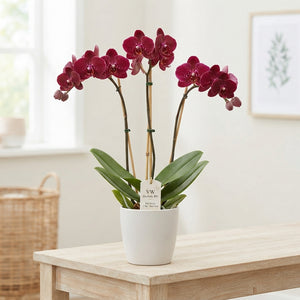 Dark Red Phalaenopsis Orchid – 3 Stem, 12cm Pot