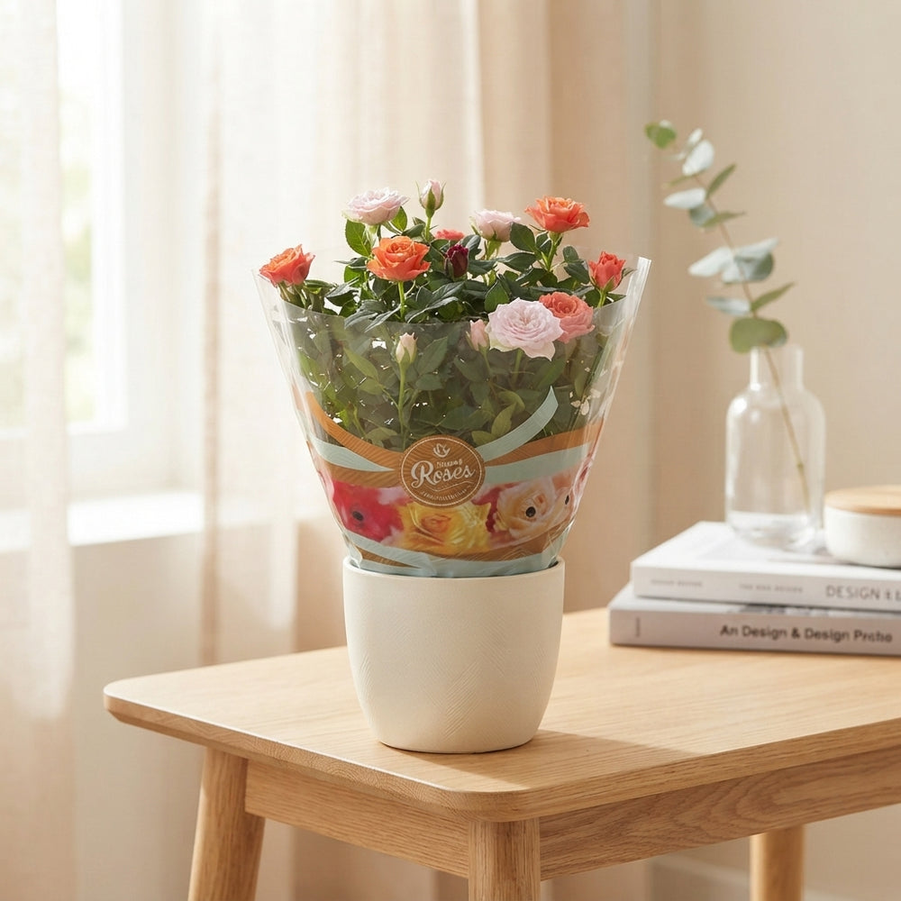 Mixed Festival Rose – 20cm Pot