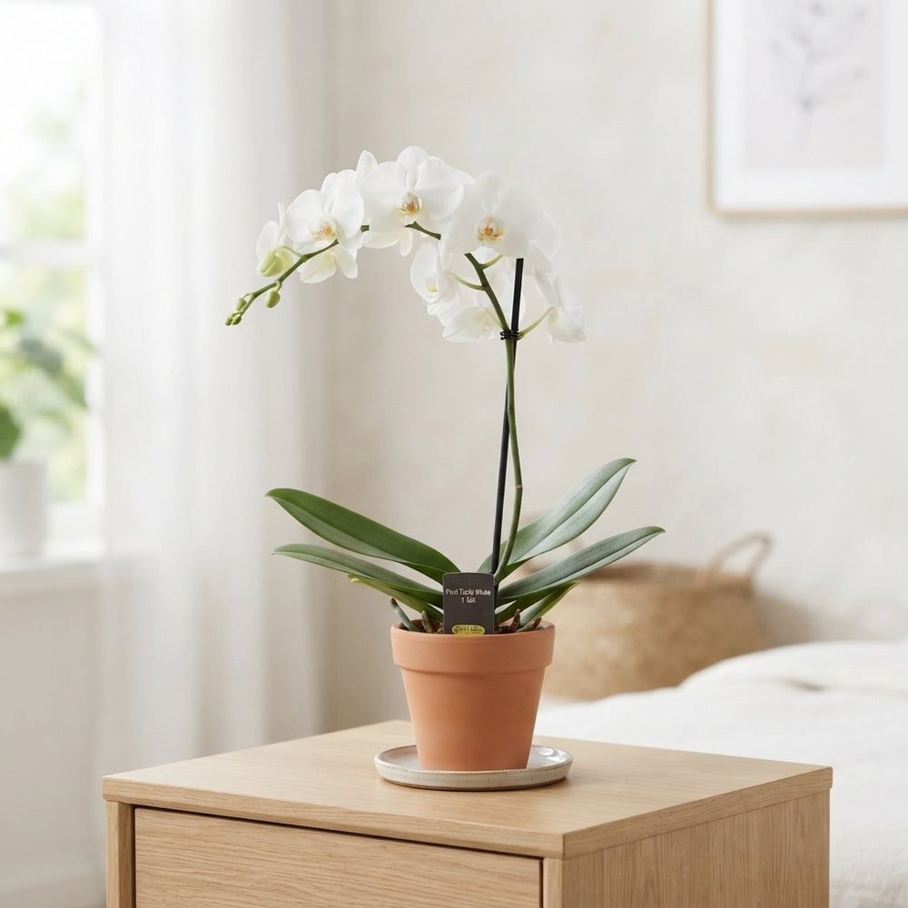 White Phalaenopsis Orchid – 12cm Pot, 40cm High