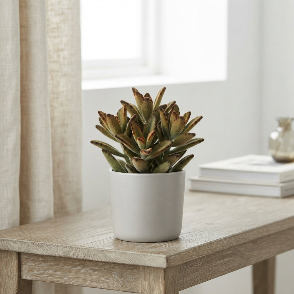 Mixed Kalanchoe Velvet – 8.5cm Pot