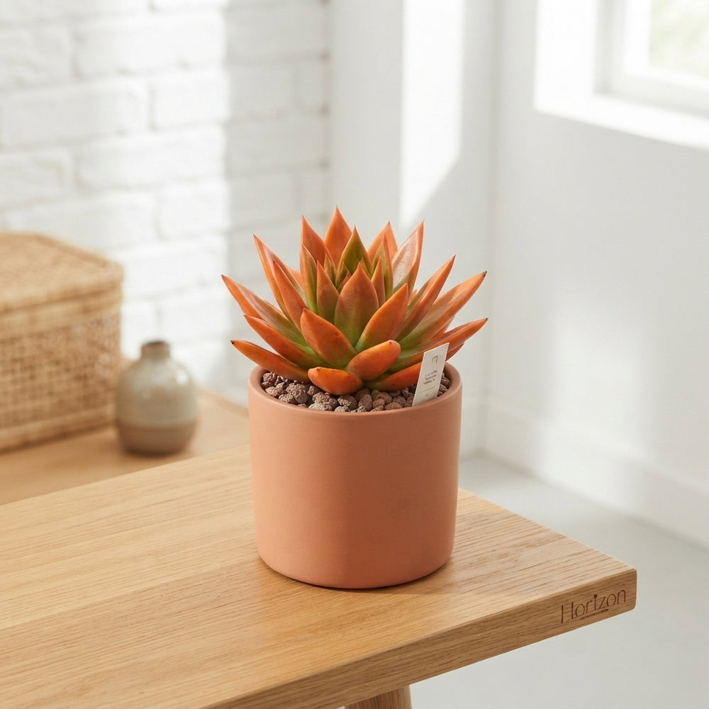 Rainbow Echeveria ‘Agavoides’ – 9cm Pot