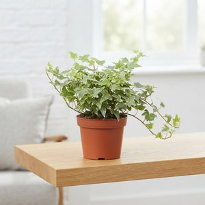 Hedera helix ‘Mona Lisa’ English Ivy – 9cm Pot