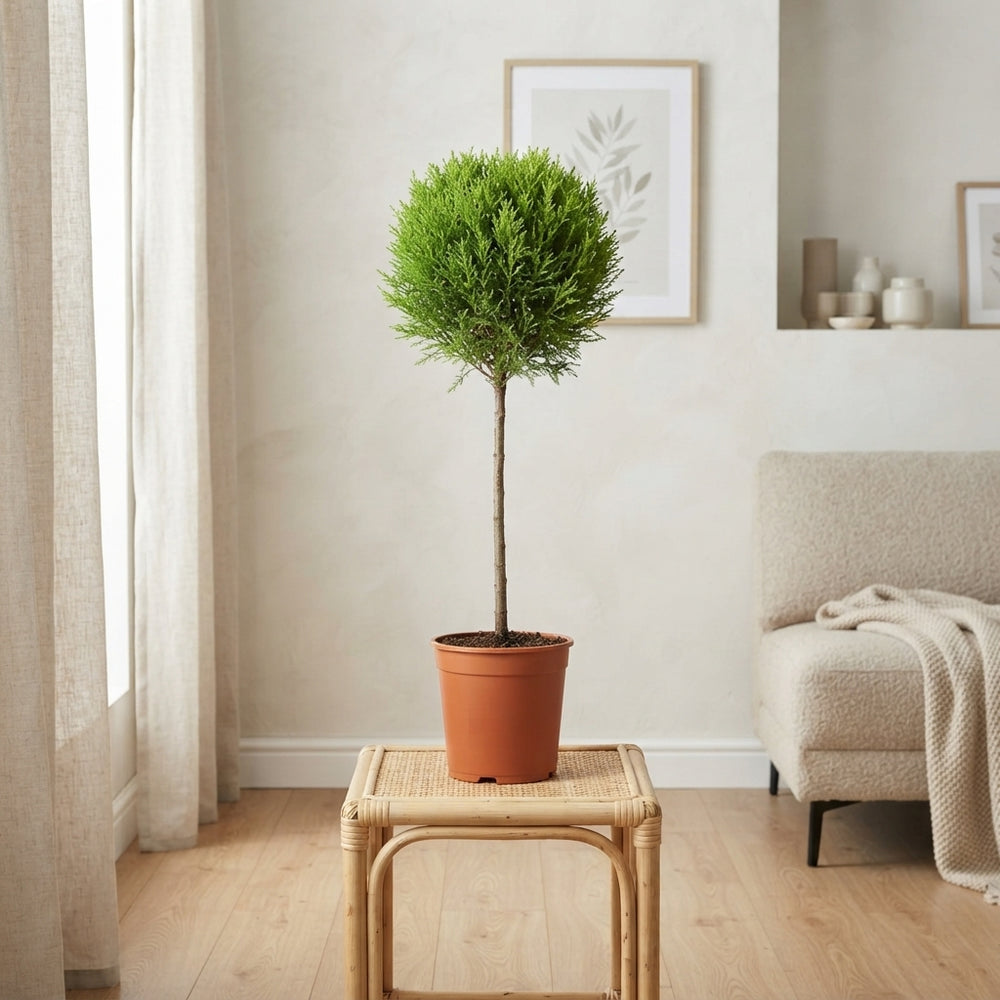 Goldcrest Monterey Cypress (Cupressus macrocarpa) – 14cm Pot