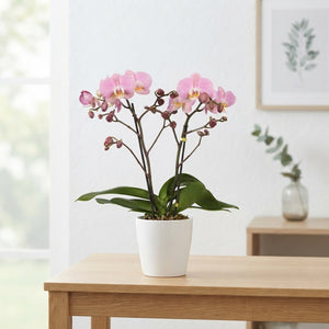 Pink Phalaenopsis Orchid – 2 Stem, 12cm Pot