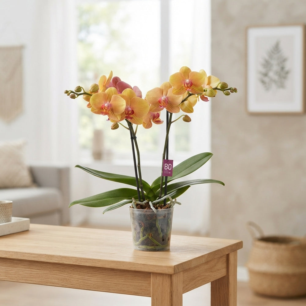Mixed Phalaenopsis Orchid – 12cm Pot, 40cm High