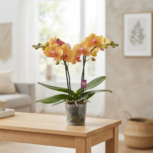 Mixed Phalaenopsis Orchid – 12cm Pot, 40cm High