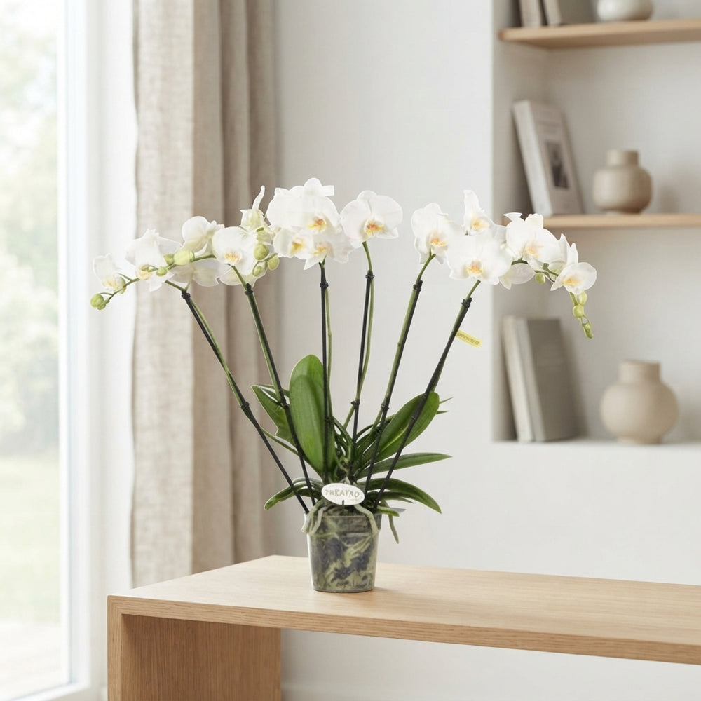 White Phalaenopsis Orchid 'Theatro Jazz' – 12cm Pot