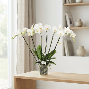 White Phalaenopsis Orchid 'Theatro Jazz' – 12cm Pot
